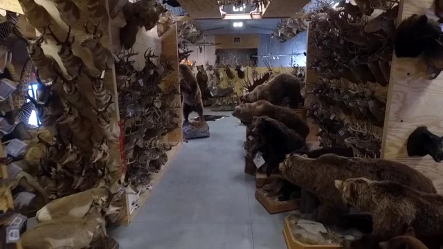 The Taxidermy Store - 2