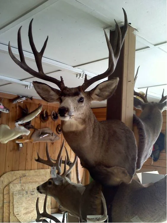 The Taxidermy Studio - 3