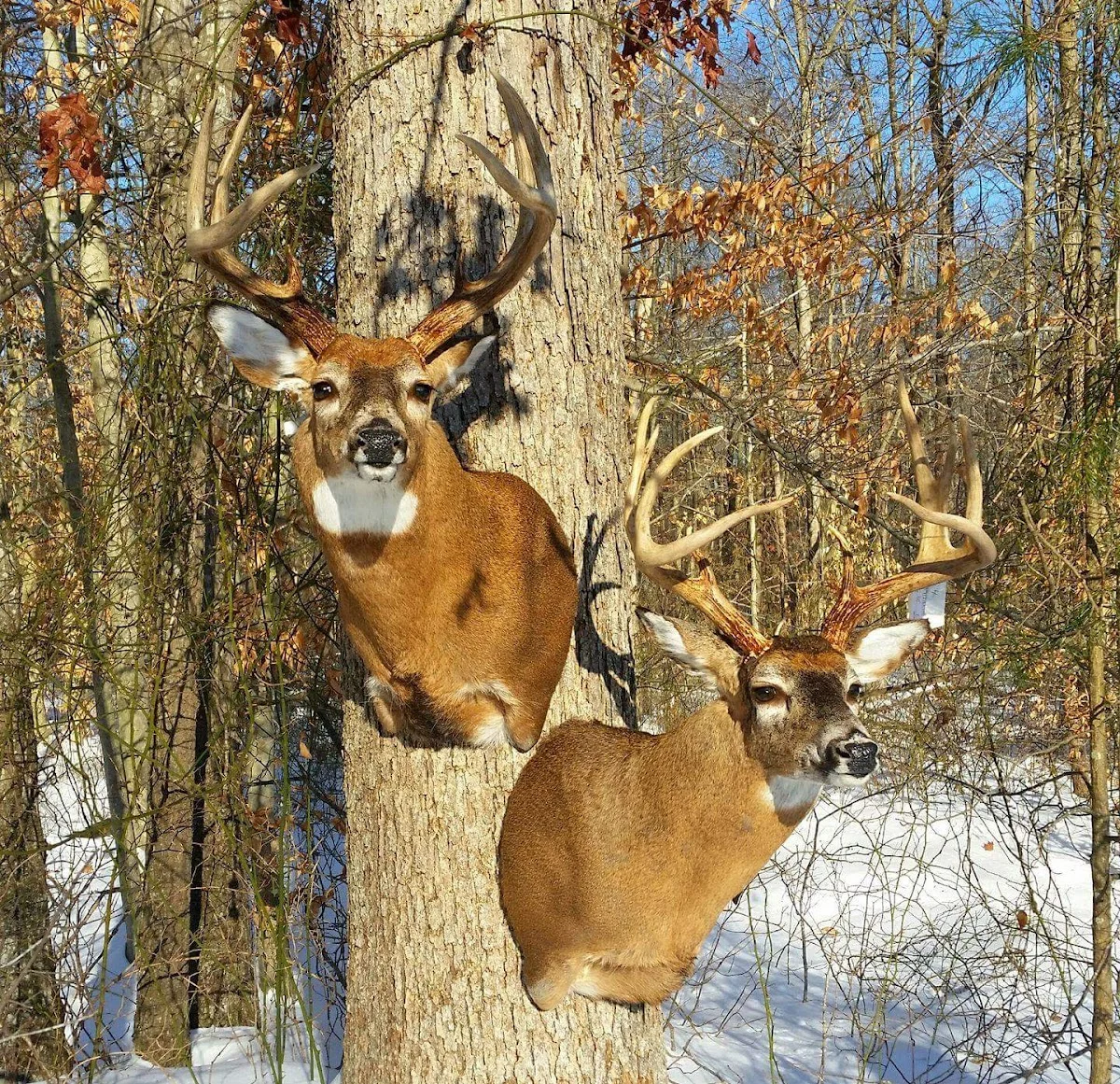 Tidewater Taxidermy - 2
