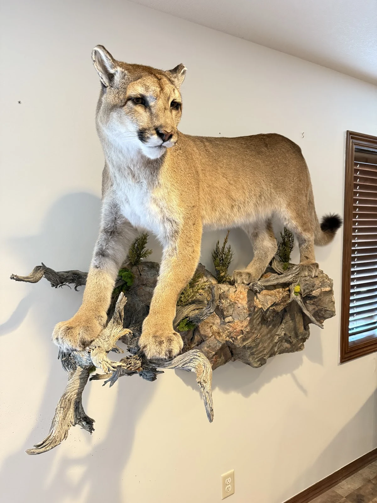 Timberline Taxidermy & Antler Decor