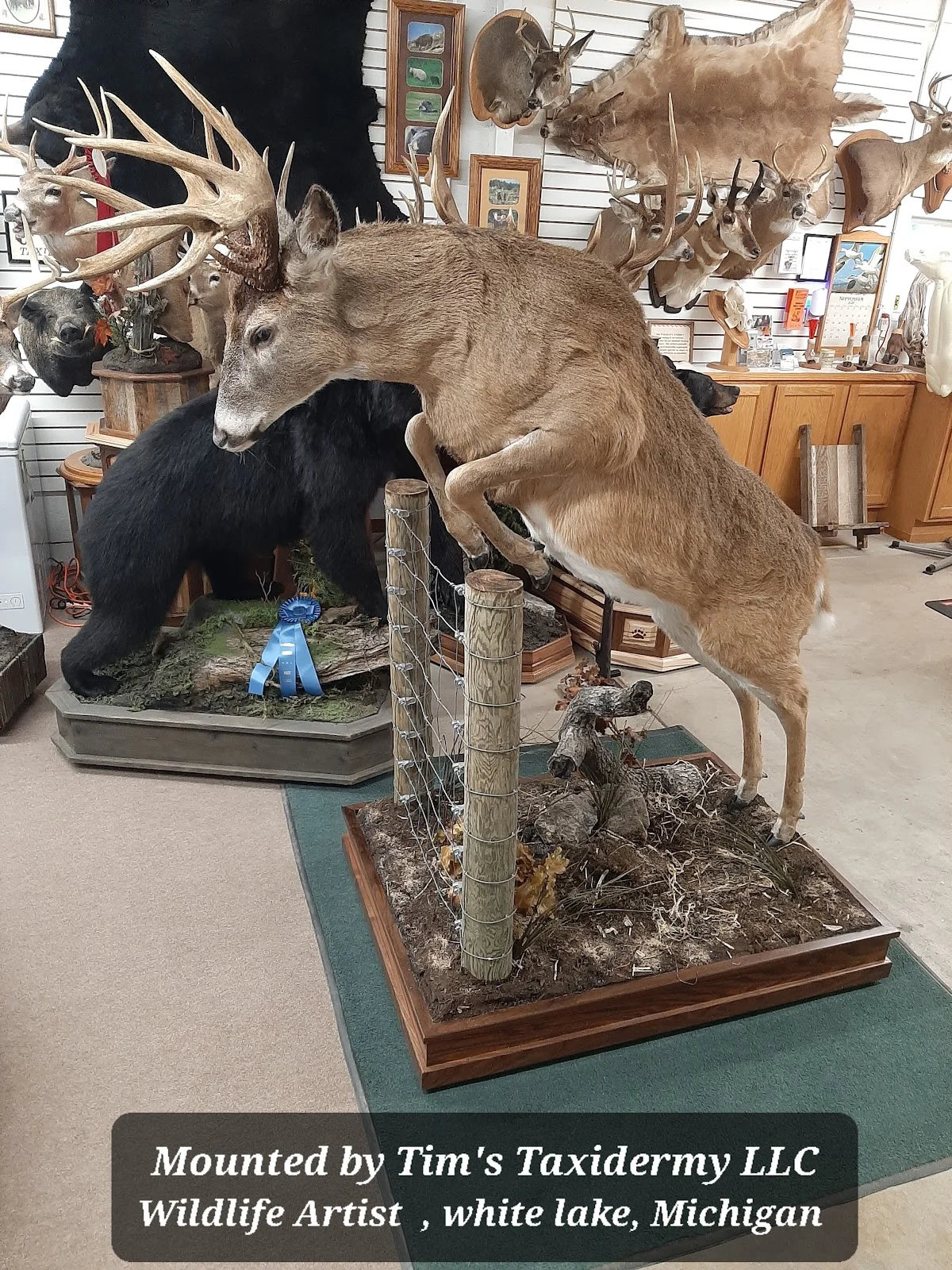 Tim's Taxidermy - 3