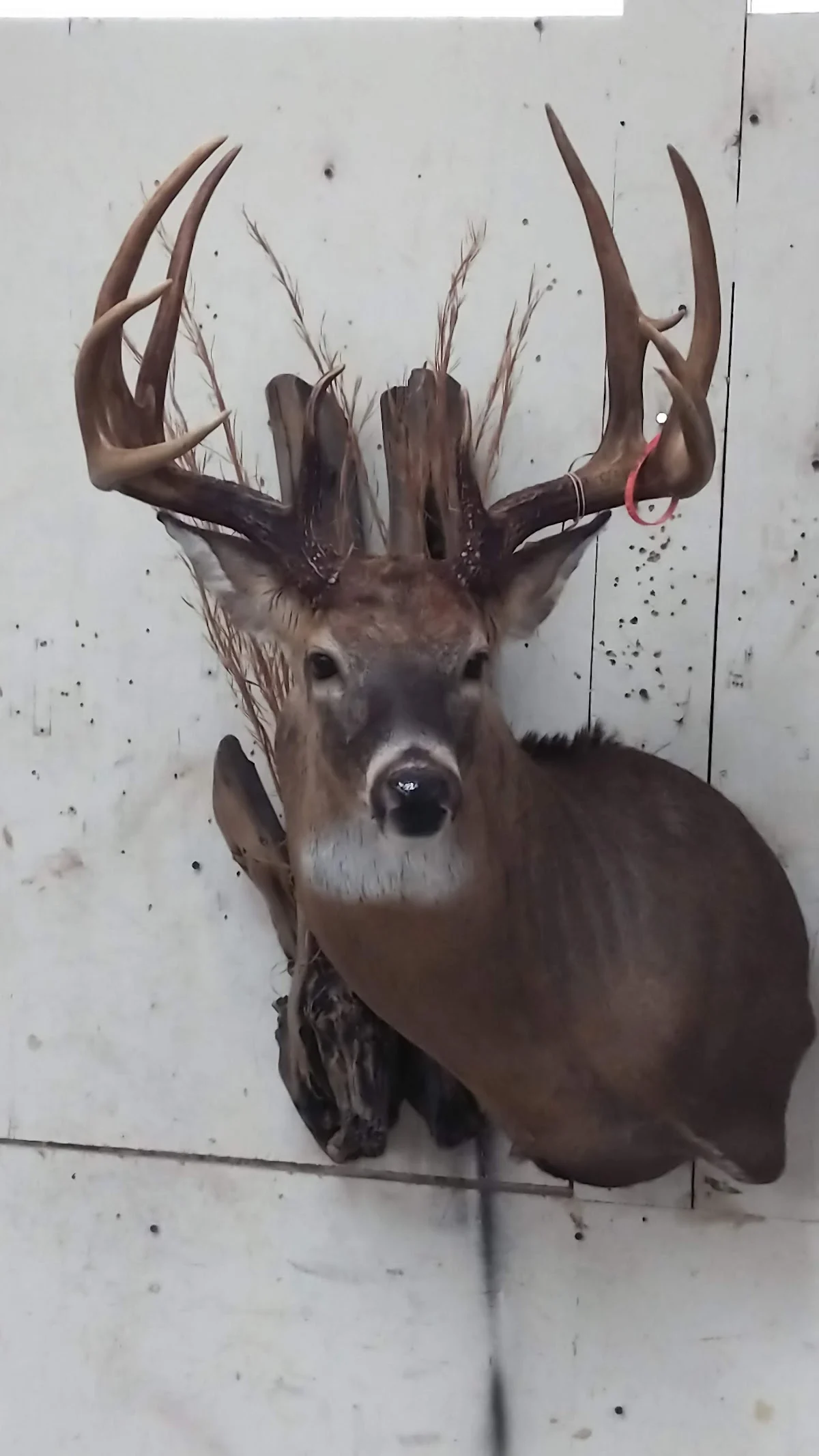 Trails End Taxidermy Inc - 2