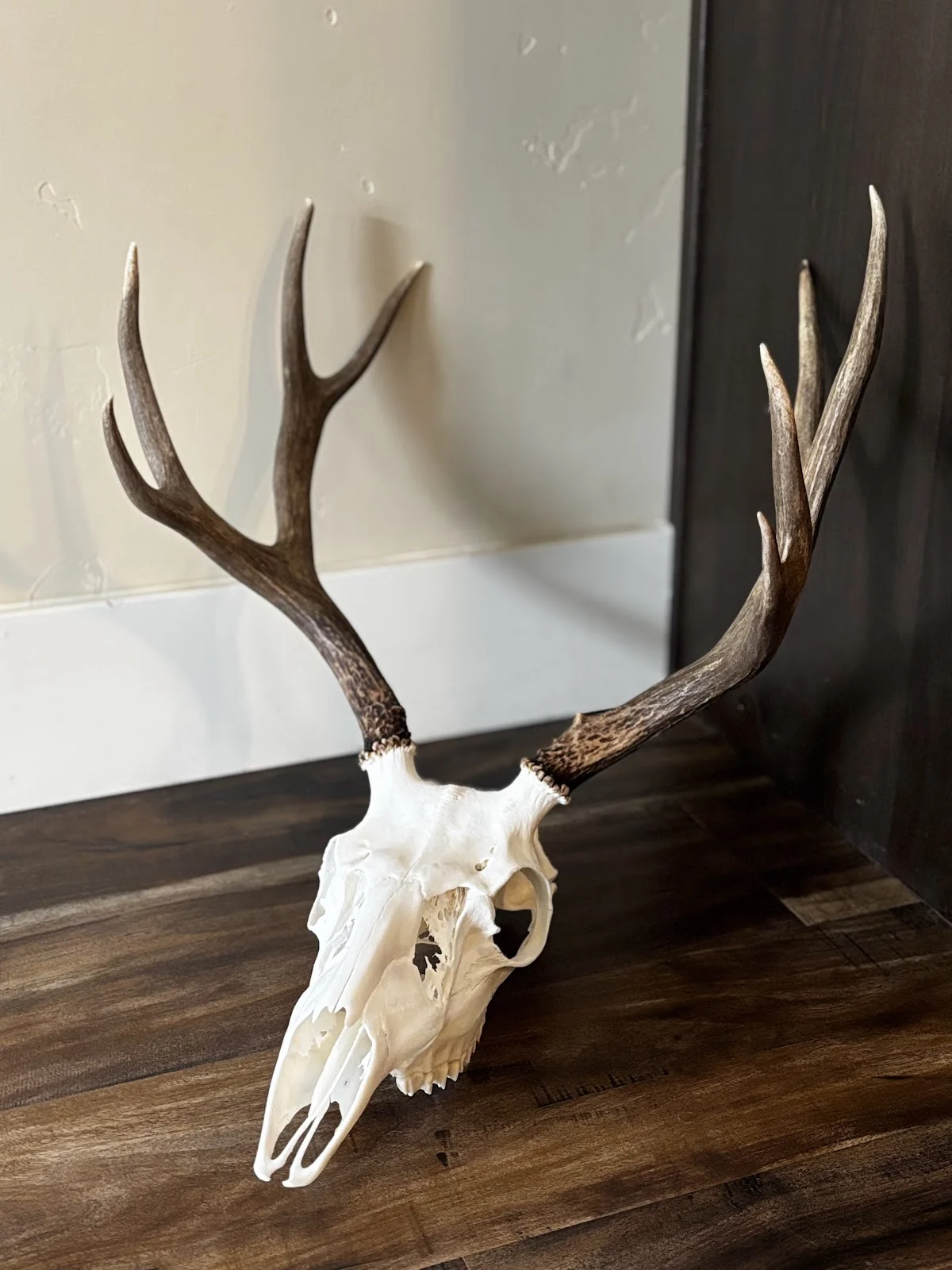 Treasure Valley Taxidermy