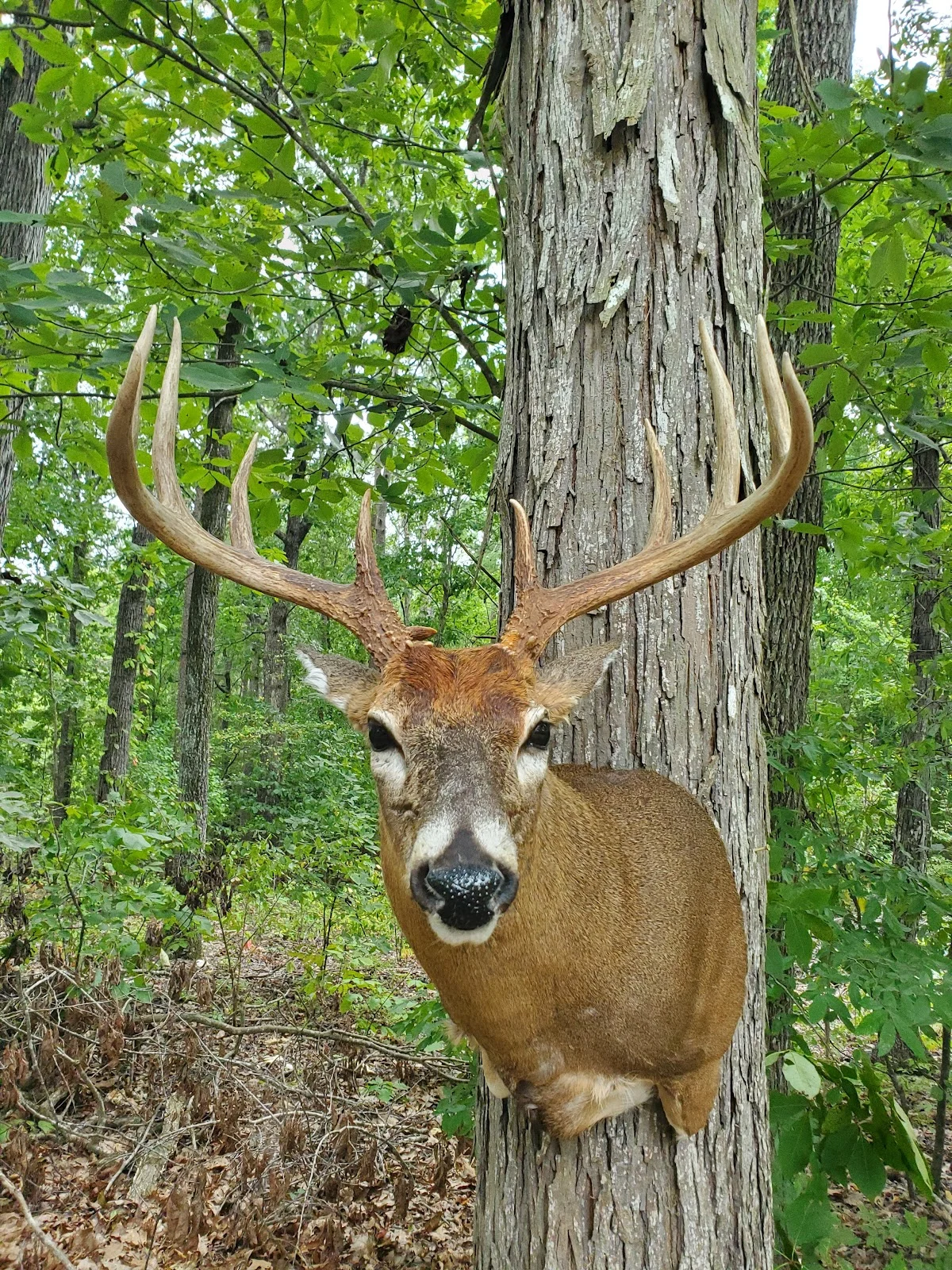 Triplette's Taxidermy - 2