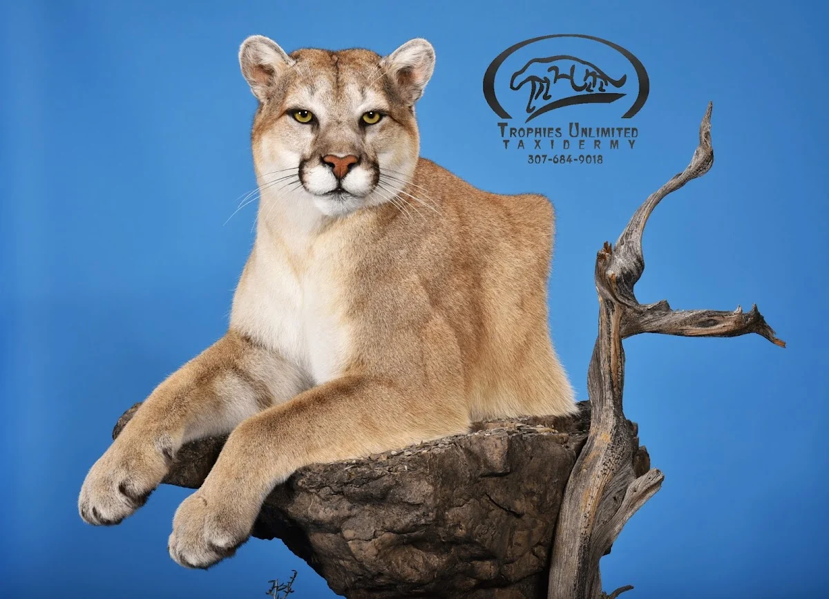 Trophies Unlimited Taxidermy - 2