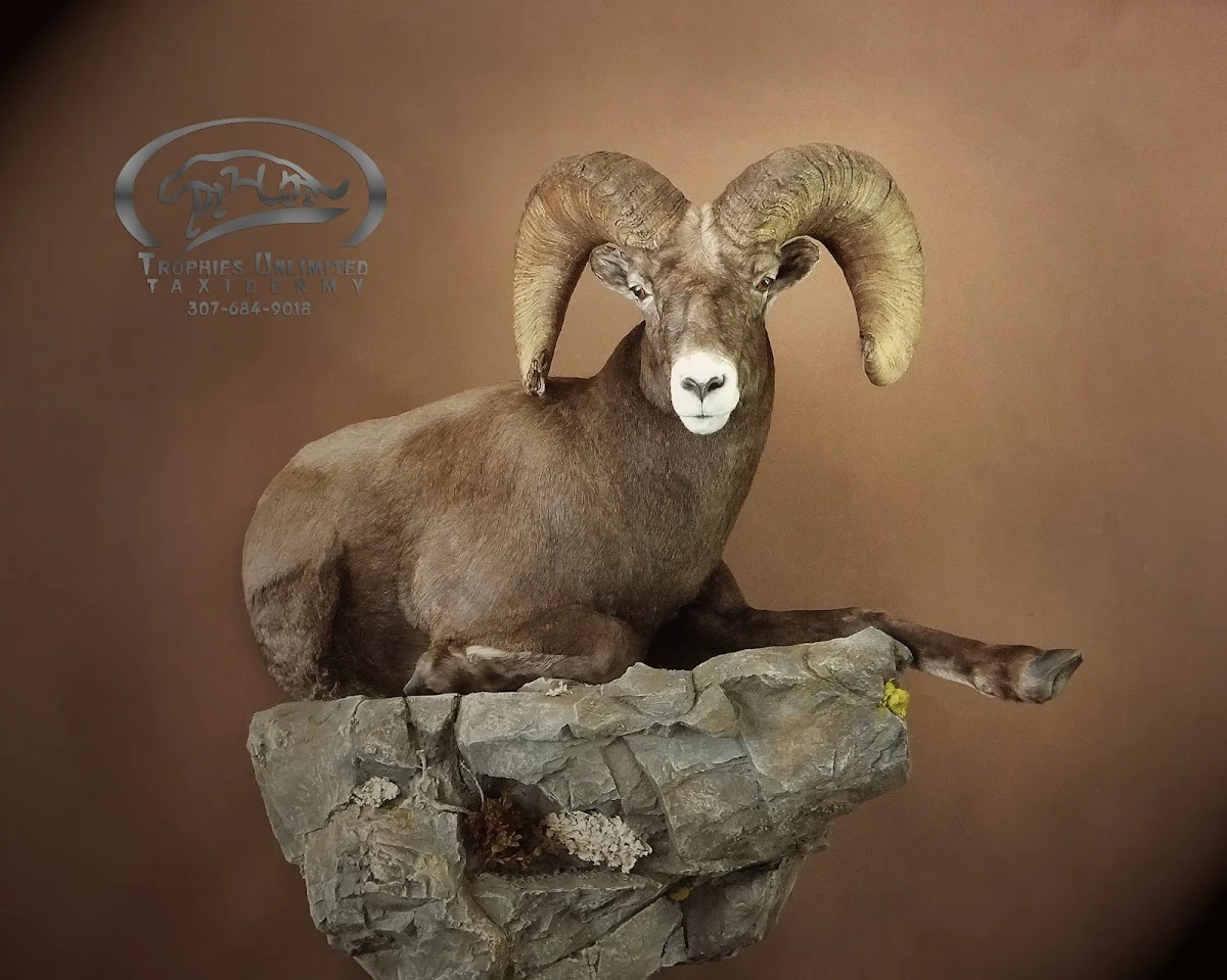 Trophies Unlimited Taxidermy