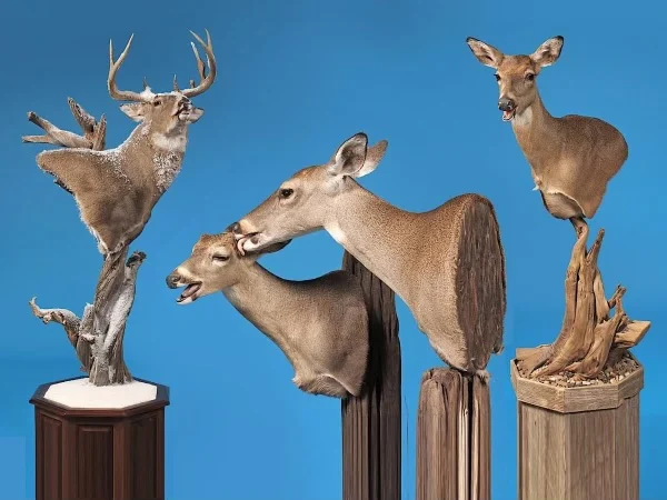 Trophy Case Taxidermy & Wild Game Processing - 2