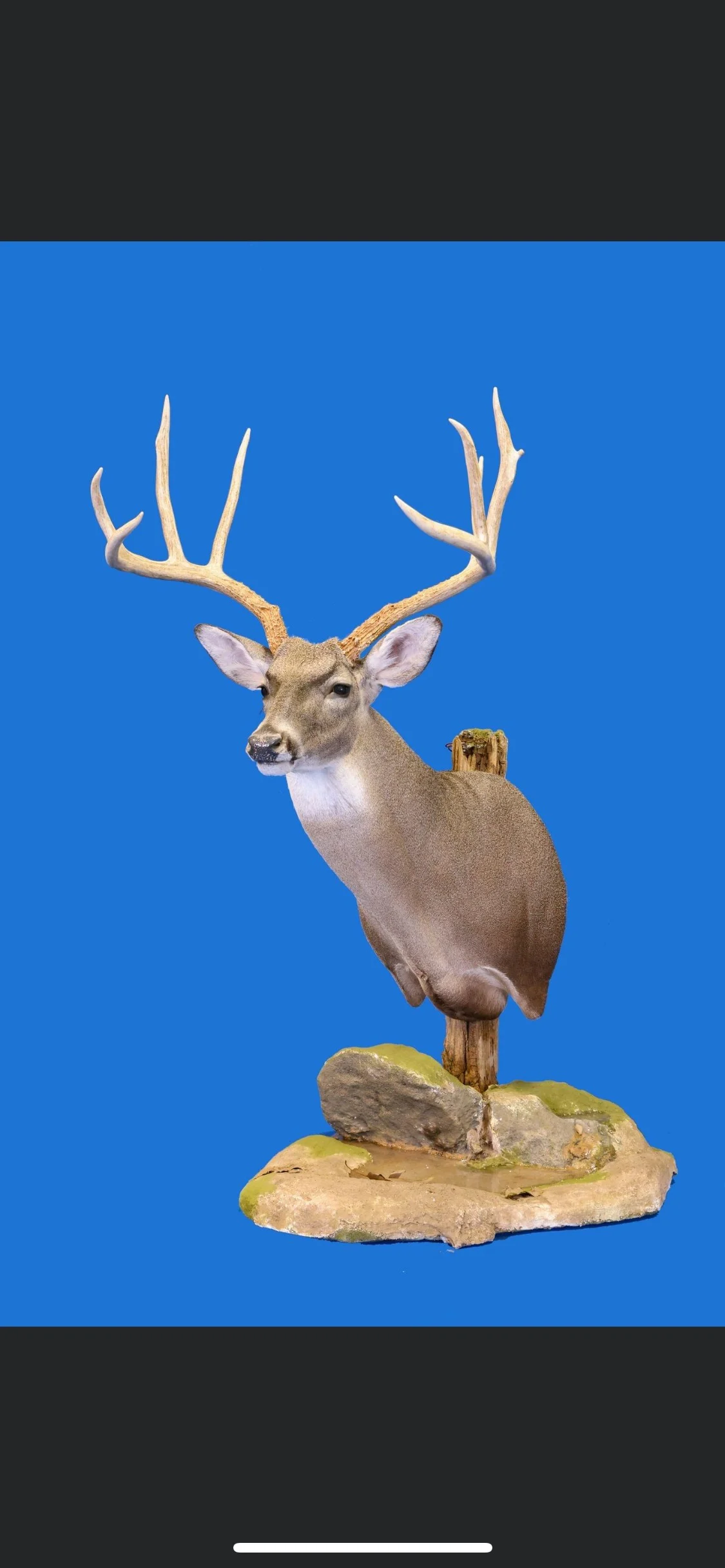 Trophy Case Taxidermy & Wild Game Processing