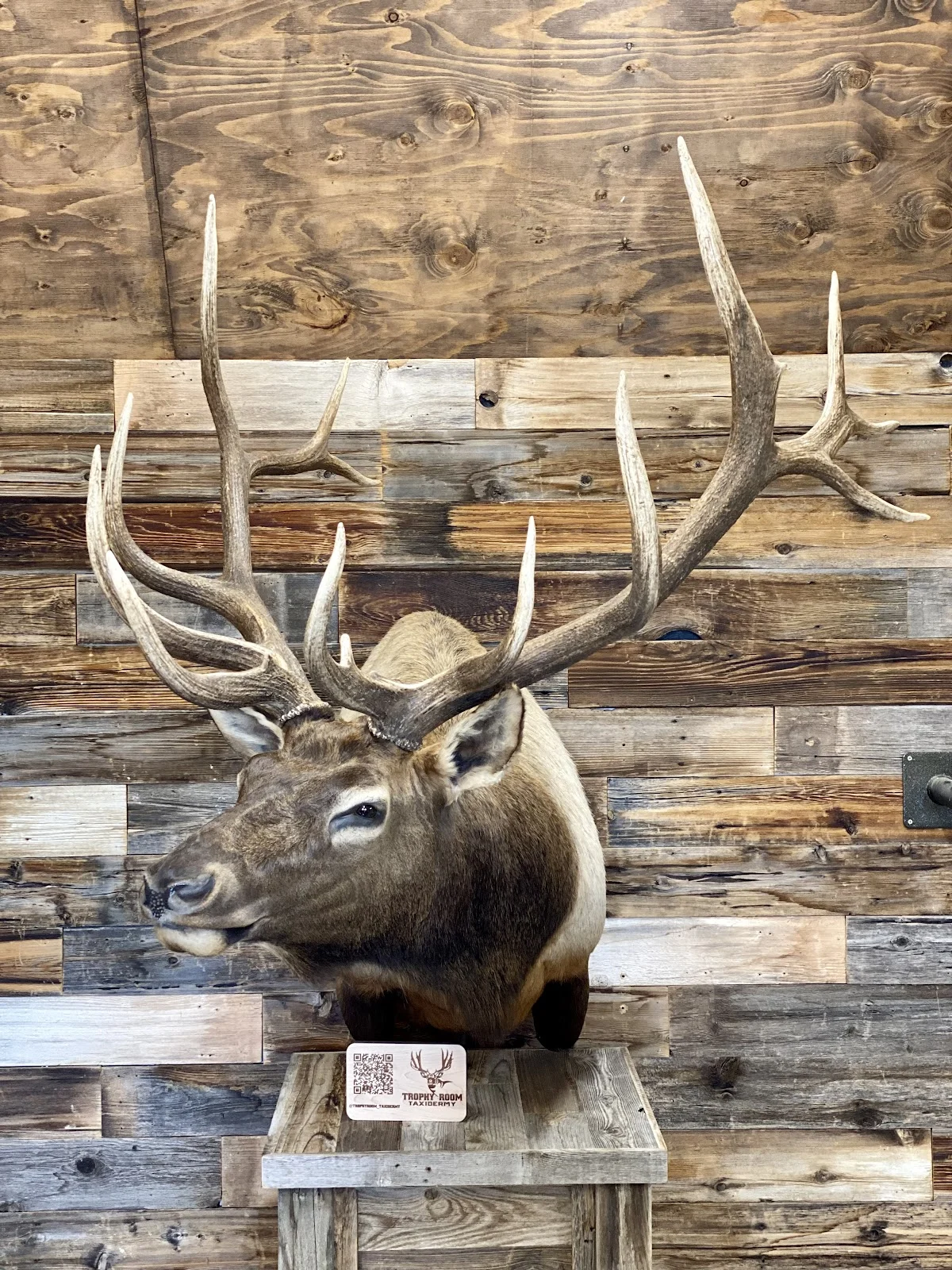 Trophy Room Taxidermy Studio