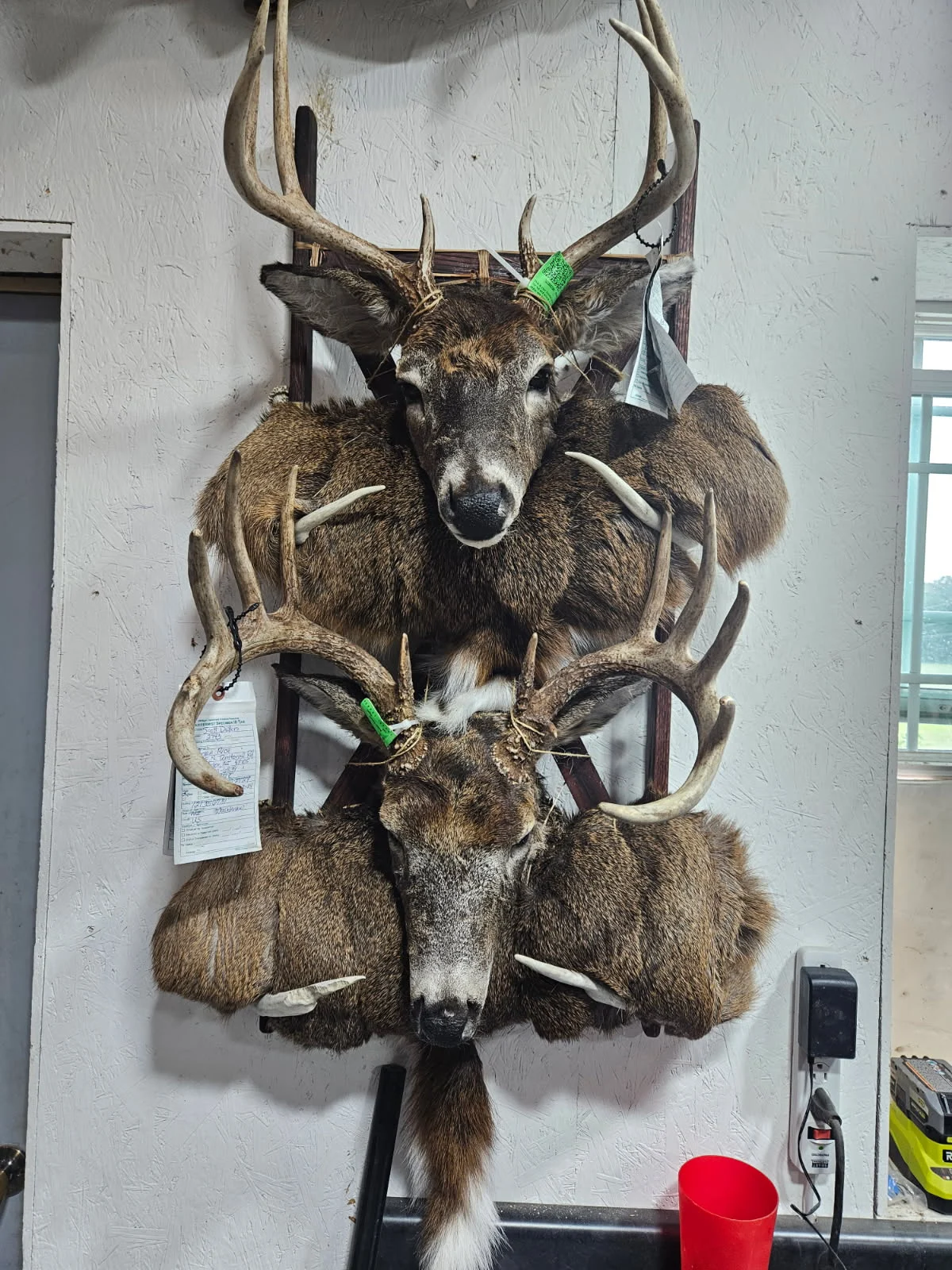 Trophy Tails Taxidermy - 3