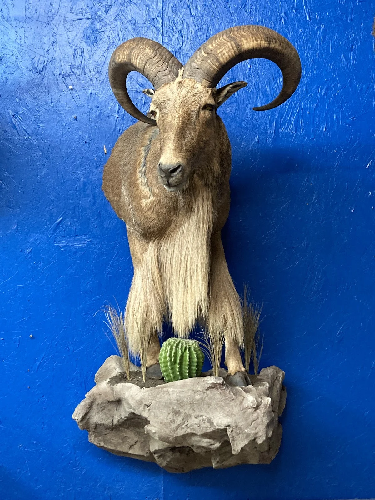 True 2 Life Taxidermy