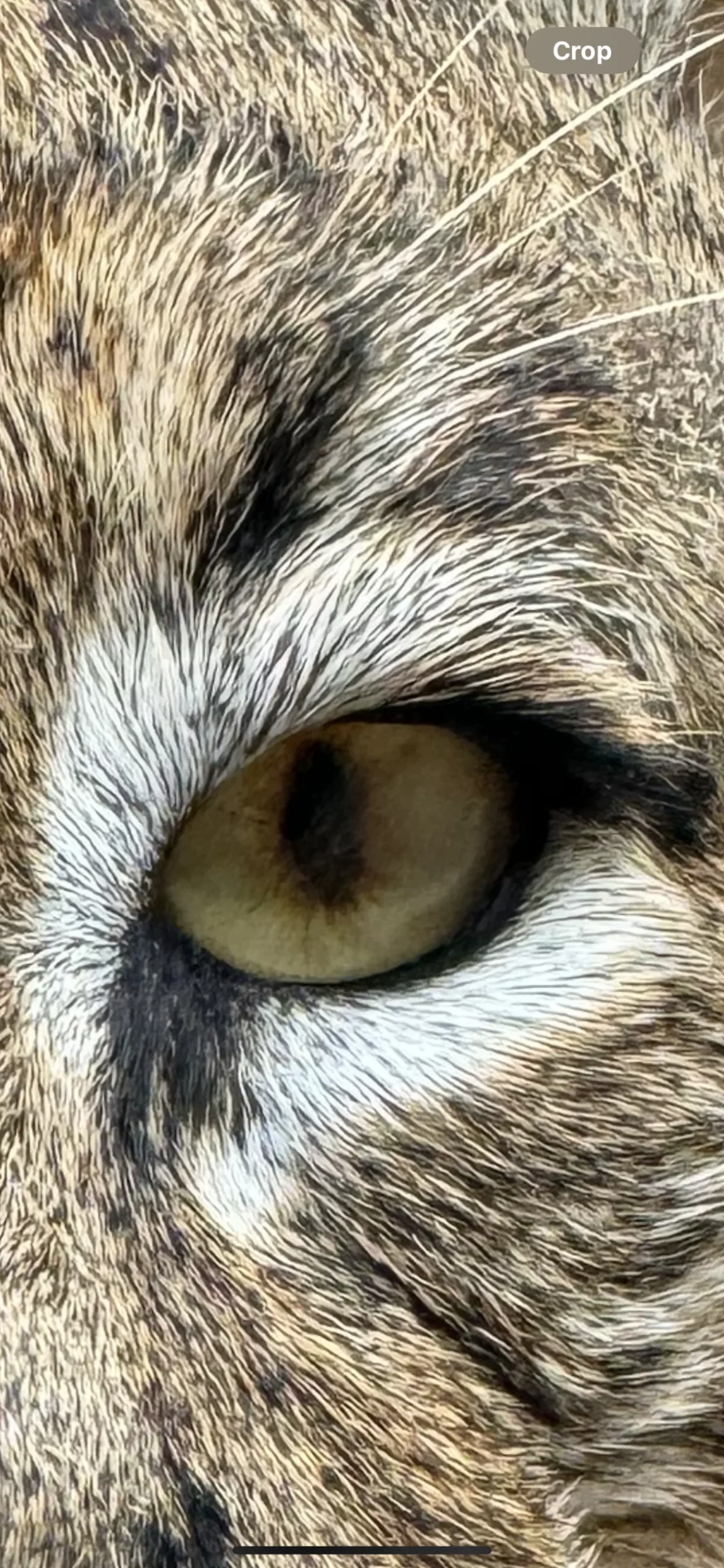 Twisted J Taxidermy LLC