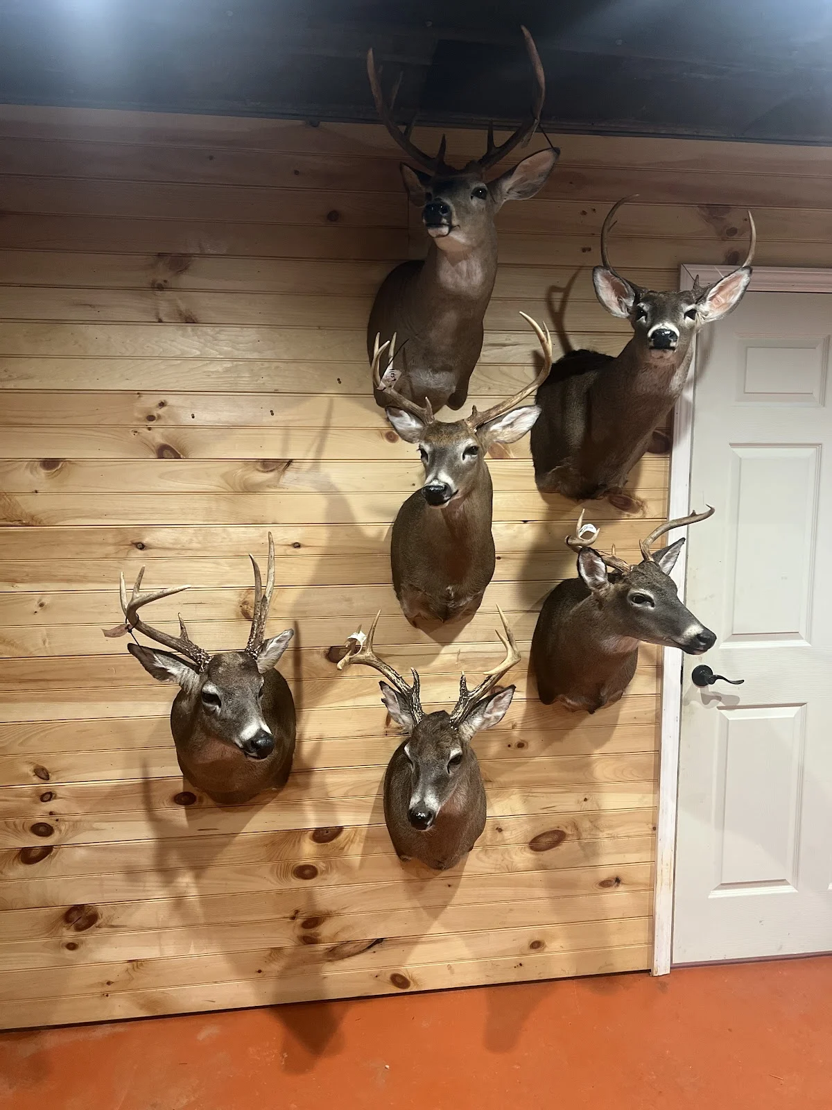 Twisted Tines Taxidermy and Processing - 3