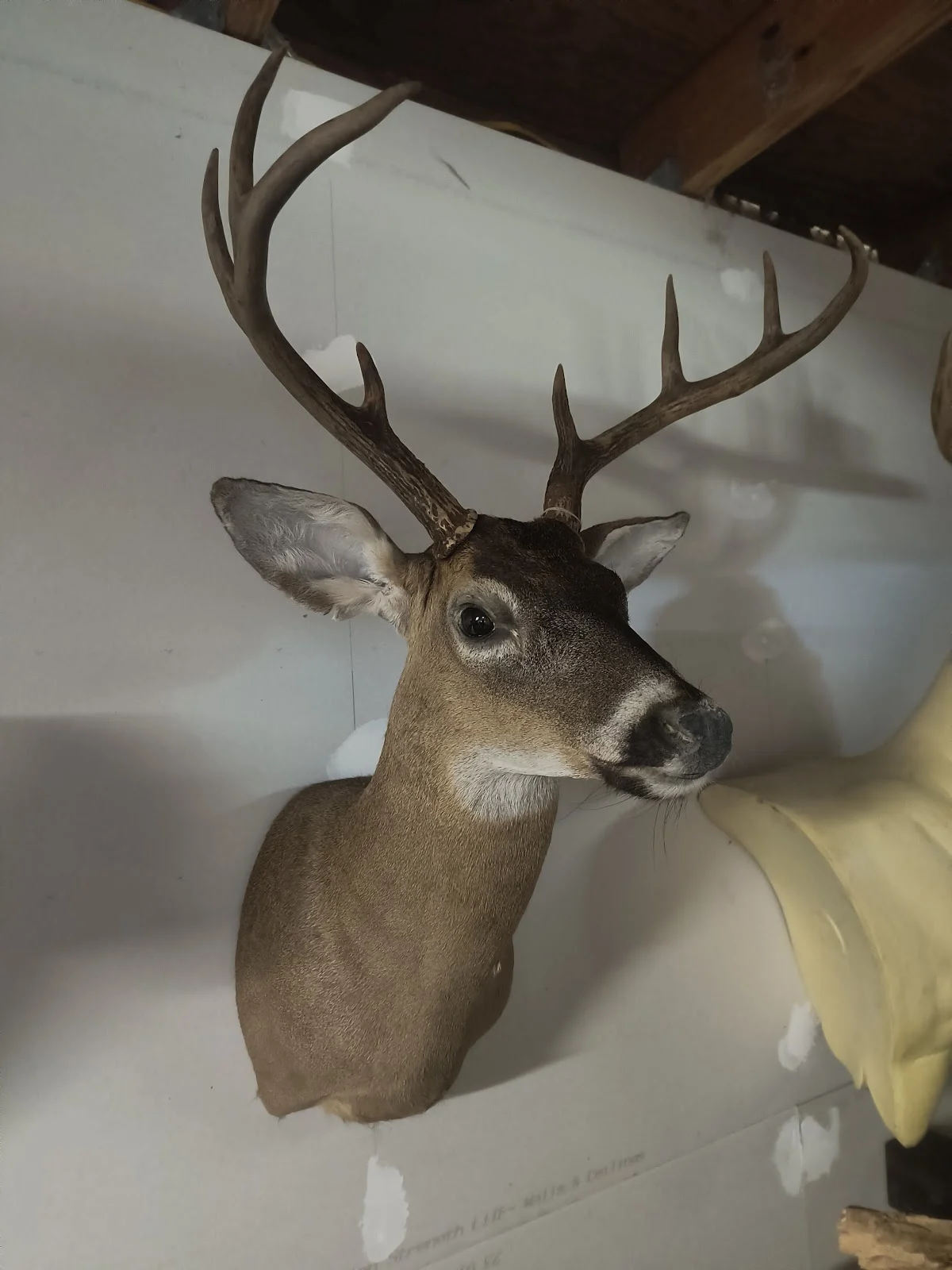 Unique Quality Taxidermy - 3