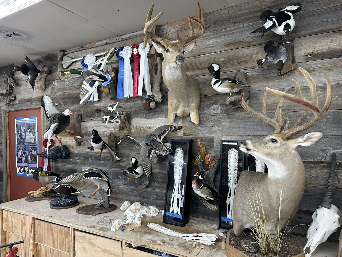 Whitebone Taxidermy