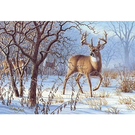 wild art taxidermy studio - 2
