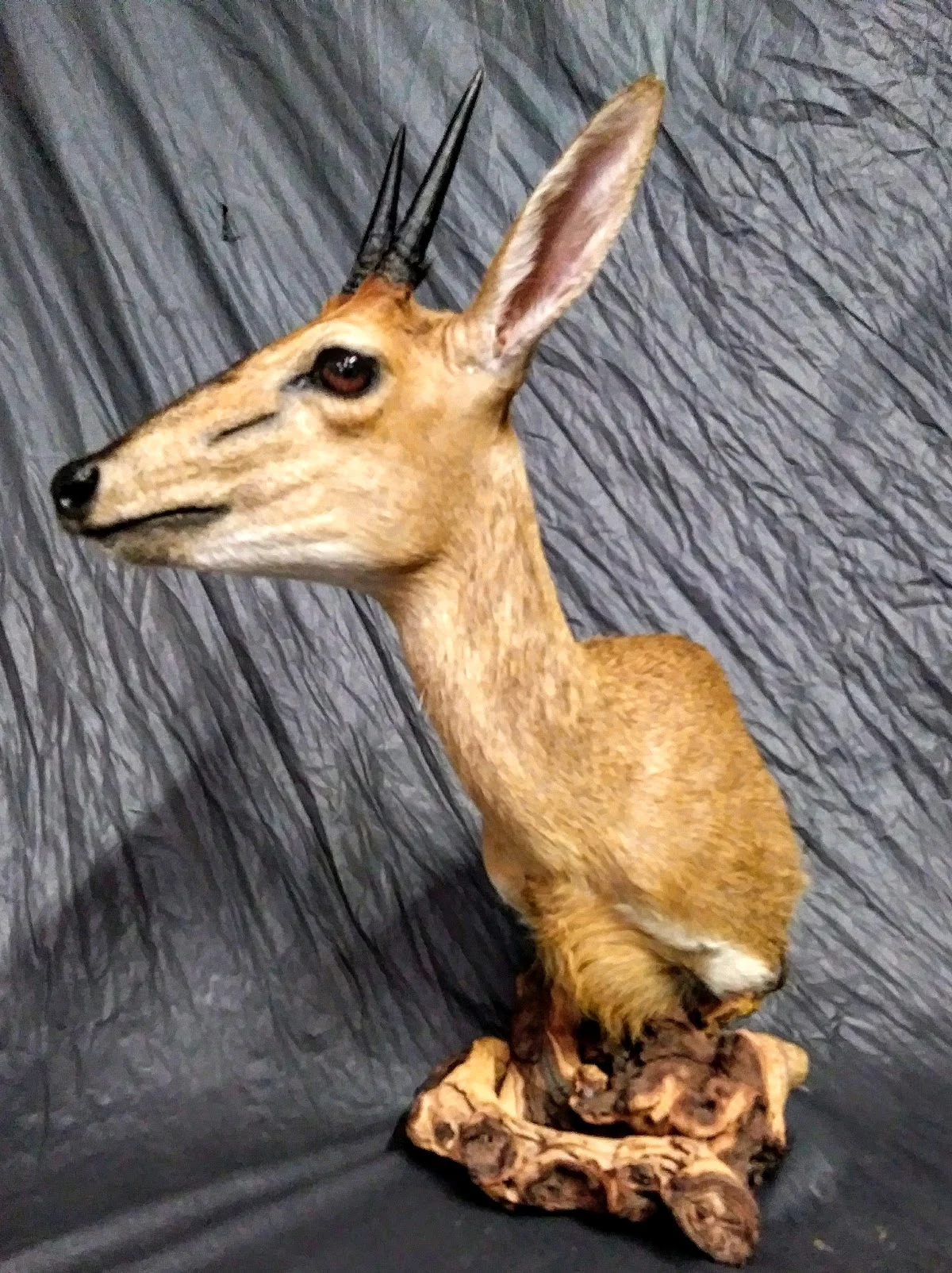 Wild Concepts Taxidermy - 2