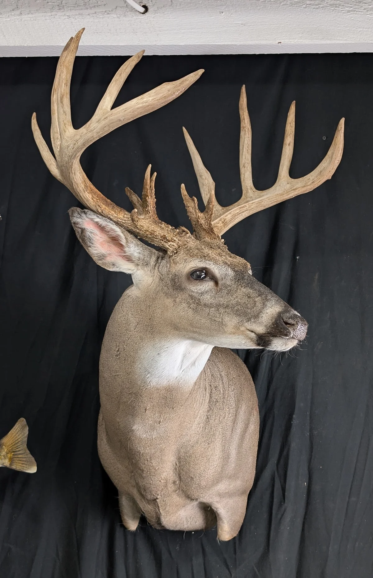 Wild Memories Taxidermy - 2