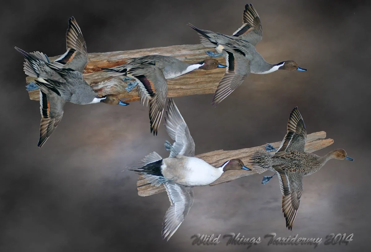 Wild Things Taxidermy