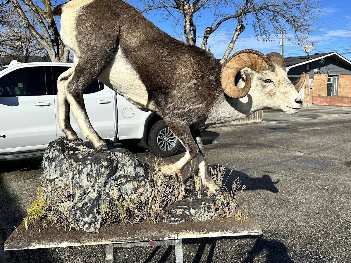 Wild Touch Taxidermy - 2