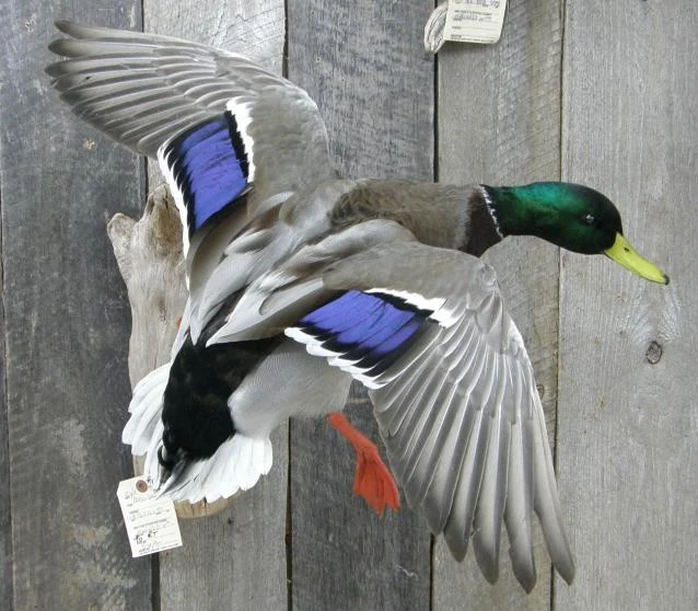 Wild Wings Taxidermy