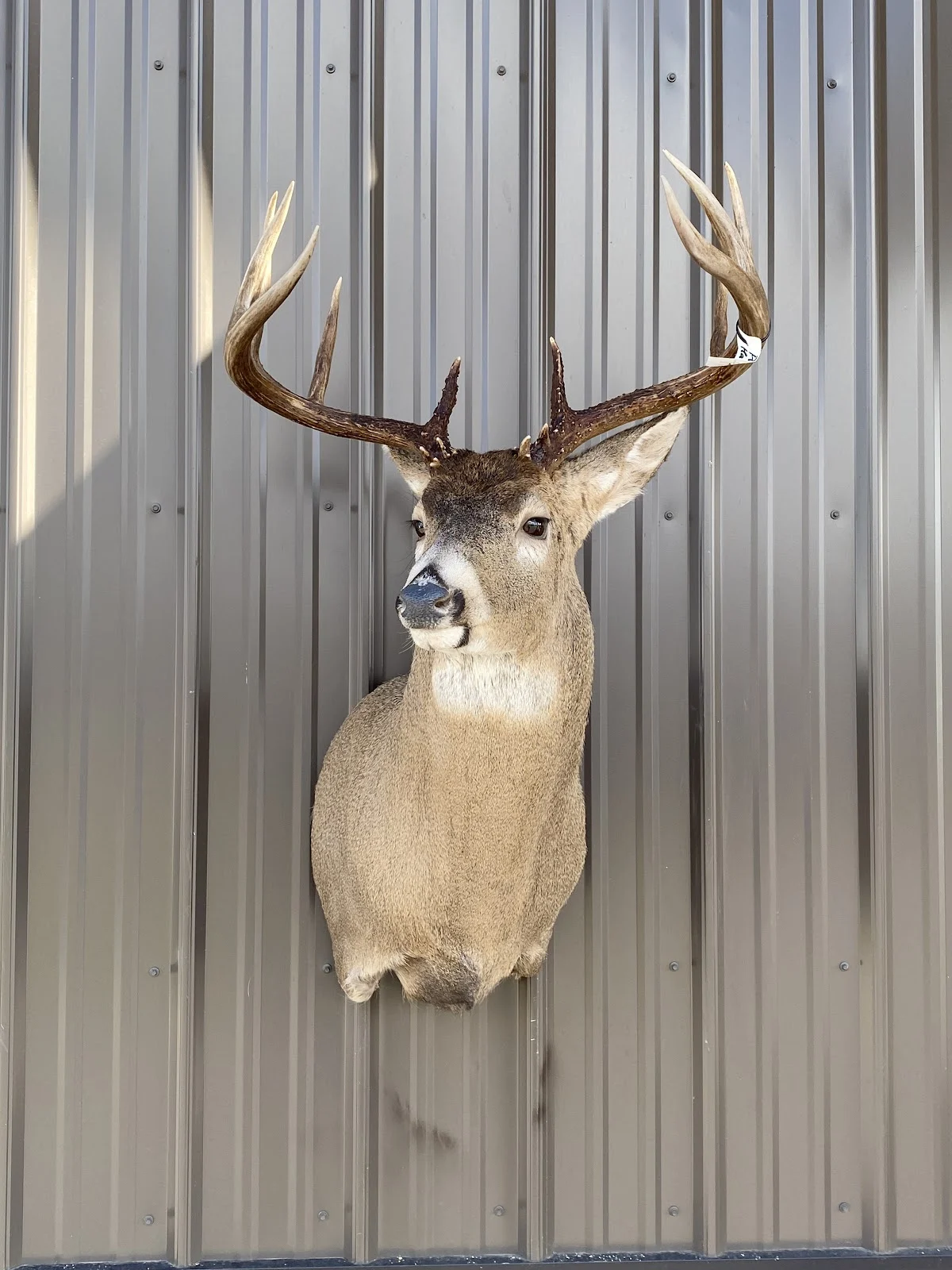 Wildlife Creations Taxidermy
