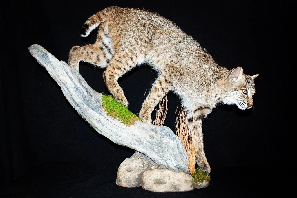 Wildlife Creations Taxidermy - 2