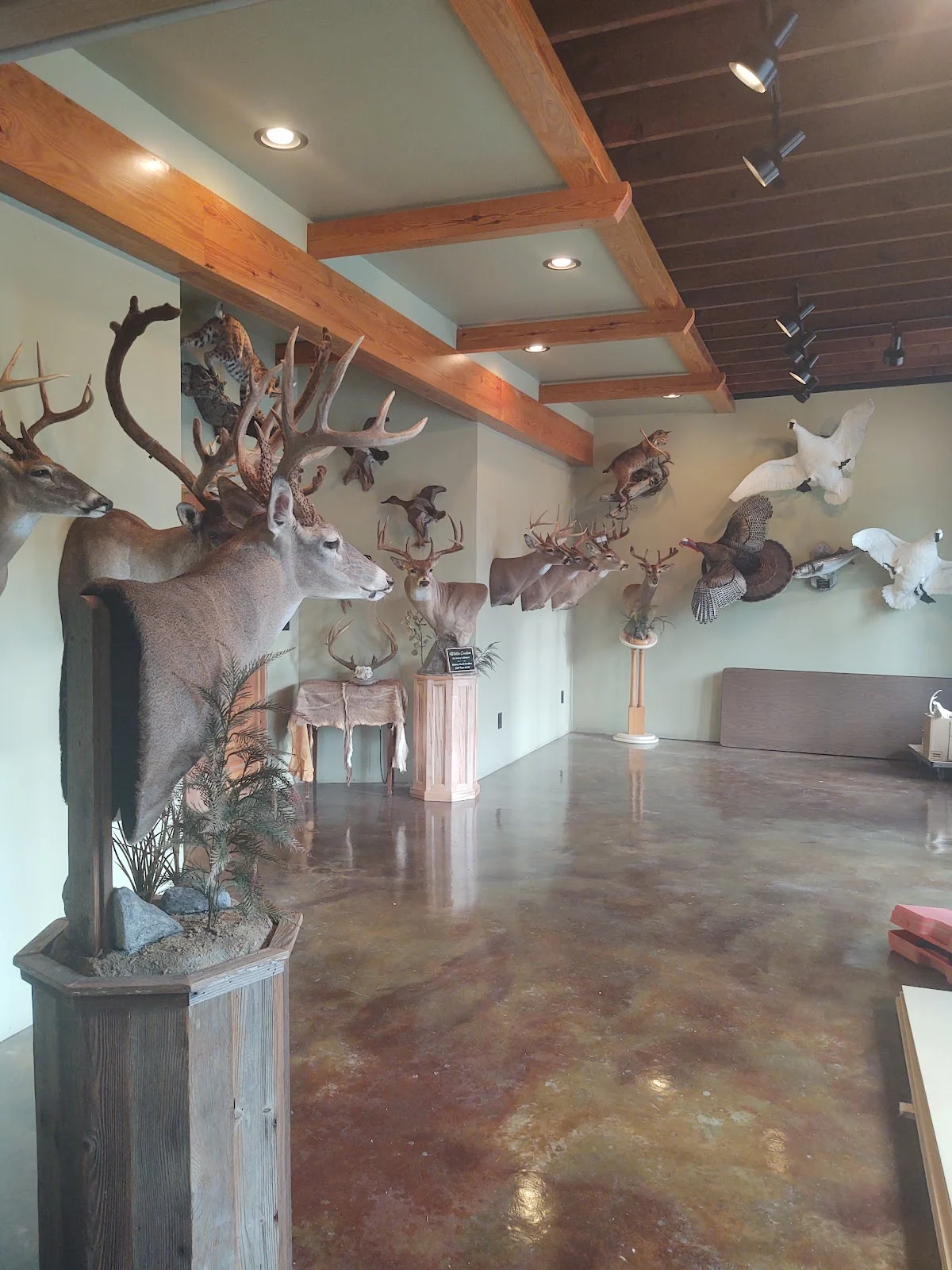 Wildlife Creations Taxidermy - 2