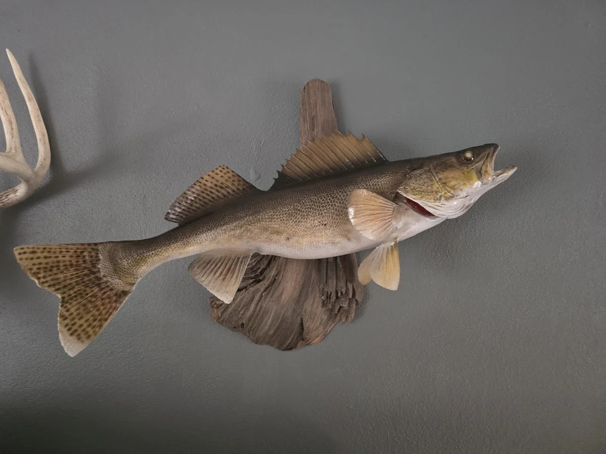 Wildlife Creations Taxidermy