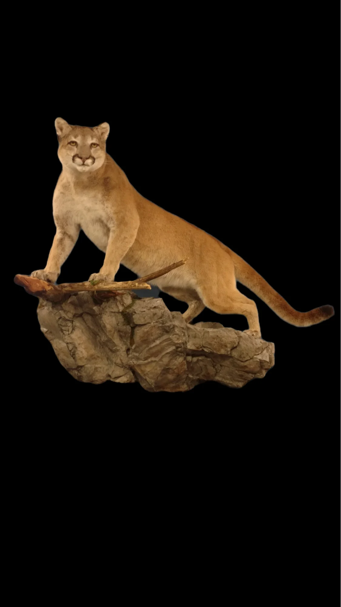 Wildlife Creations Taxidermy