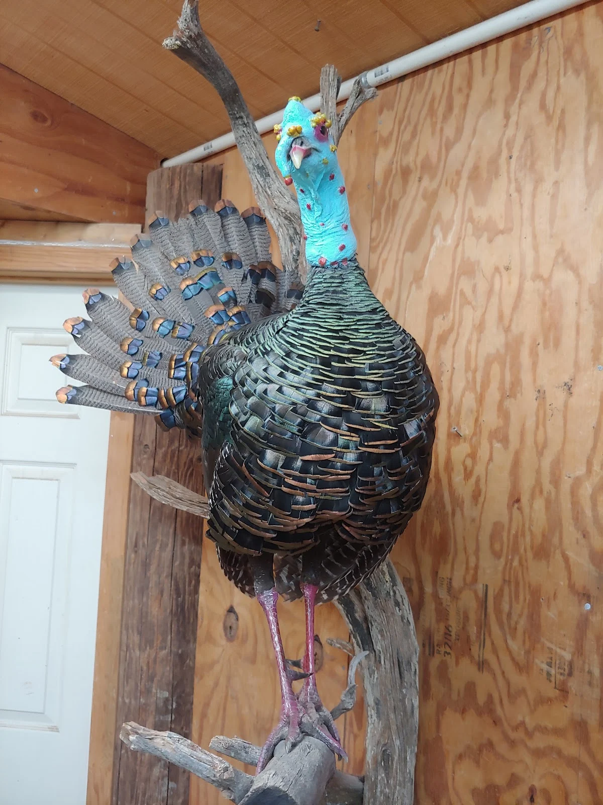 Wildlife Wings & Designs