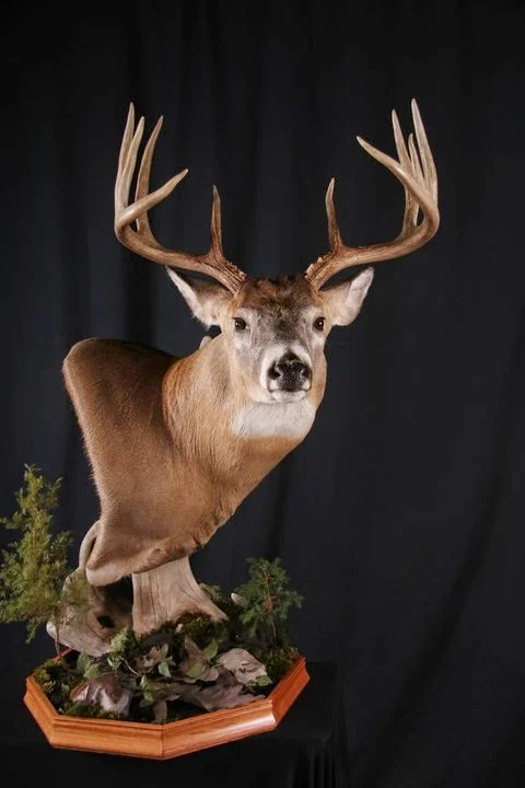 Wildside Outdoors Taxidermy - 2