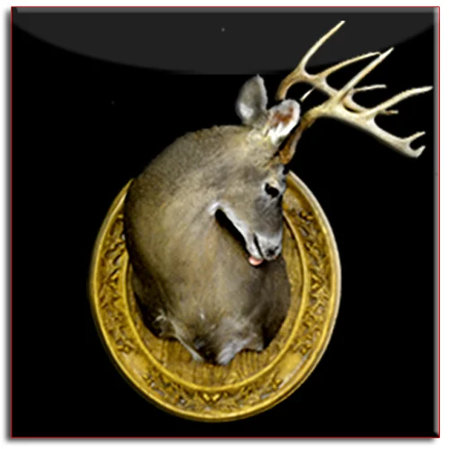 Will Foster Taxidermy