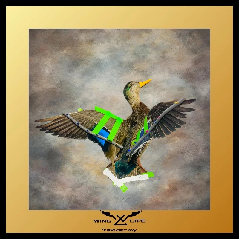 Wing Life Taxidermy - 2