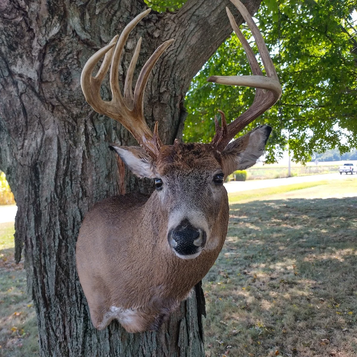 Woody and sons Taxidermy /Harvest Moon