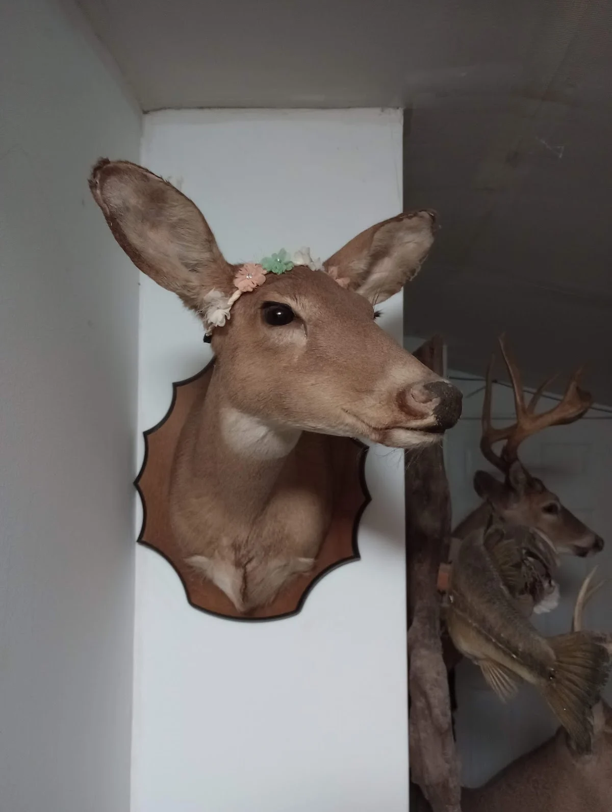 Wyrick's Taxidermy